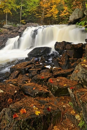 Picture of CANADA, EMSDALE MAPLE LEAVES BY MAGNETEWAN RIVER