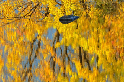 Picture of CANADA, ONTARIO, WHITEFISH VERMILION RIVER, FALL