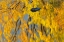 Picture of CANADA, ONTARIO, WHITEFISH VERMILION RIVER, FALL