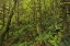 Picture of CANADA, BC, GOLDEN EARS PP COASTAL RAIN FOREST