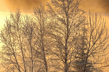 Picture of CANADA, EAR FALLS POPLAR IN HOARFROST AT SUNRISE