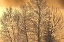 Picture of CANADA, EAR FALLS POPLAR IN HOARFROST AT SUNRISE