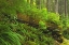 Picture of CANADA, BC, PLANTS GROWING ON LOG IN RAIN FOREST