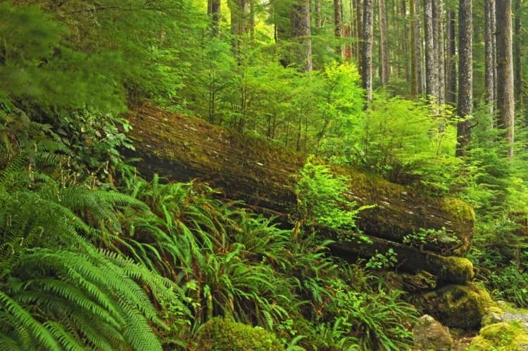 Picture of CANADA, BC, PLANTS GROWING ON LOG IN RAIN FOREST