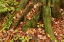 Picture of CANADA, ONTARIO, AUTUMN LEAVES COVER BASE OF TREE