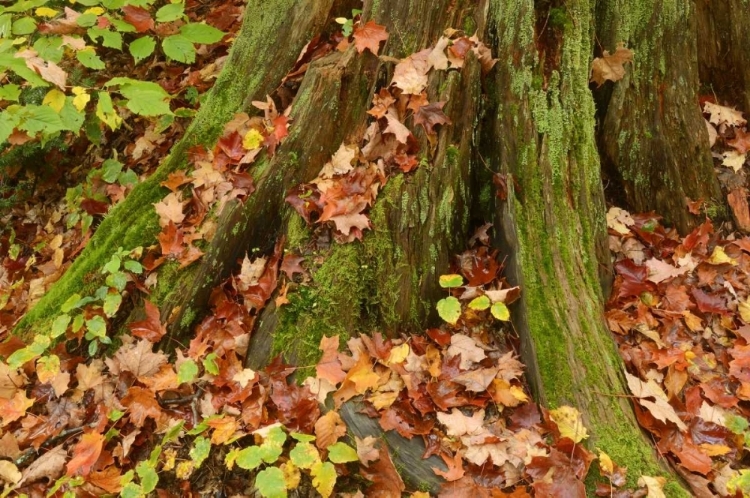 Picture of CANADA, ONTARIO, AUTUMN LEAVES COVER BASE OF TREE