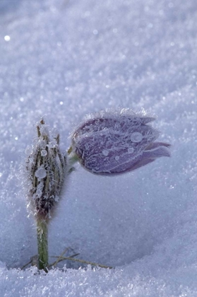Picture of CANADA, MANITOBA, HOARFROST-COATED PRAIRIE CROCUS
