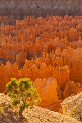 Picture of USA, UTAH, BRYCE CANYON NP