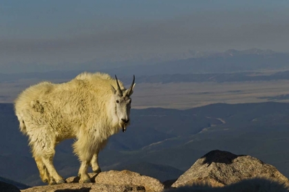 Picture of CO, MOUNT EVANS MOUNTAIN GOAT