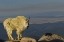 Picture of CO, MOUNT EVANS MOUNTAIN GOAT