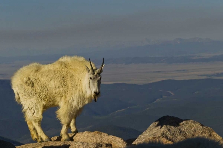 Picture of CO, MOUNT EVANS MOUNTAIN GOAT