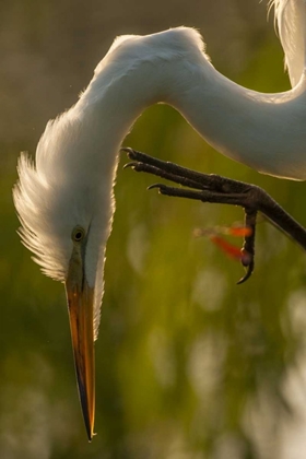 Picture of FLORIDA PROFILE OF GREAT EGRET