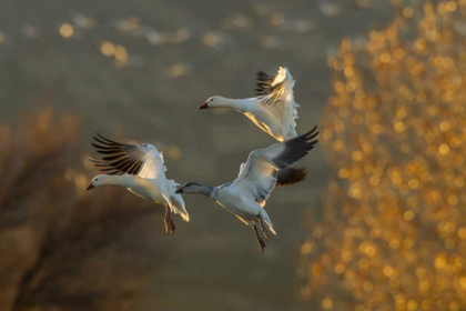 Picture of NEW MEXICO SNOW GEESE IN FLIGHT
