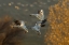 Picture of NEW MEXICO SNOW GEESE IN FLIGHT