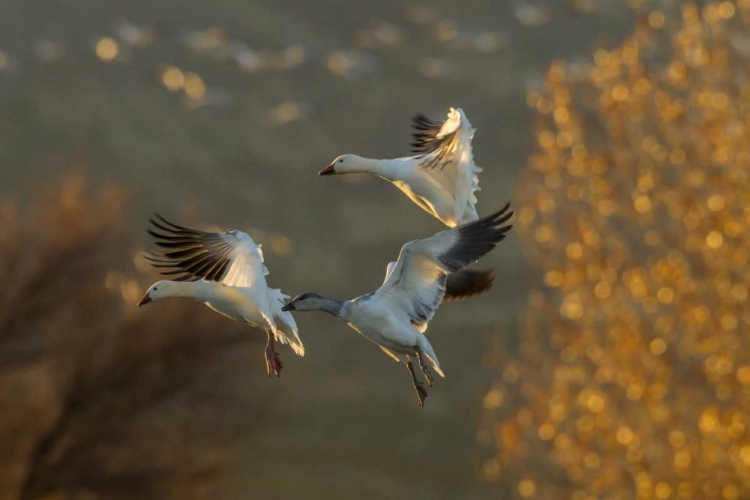 Picture of NEW MEXICO SNOW GEESE IN FLIGHT