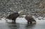 Picture of AK, CHILKAT BALD EAGLES CALLING
