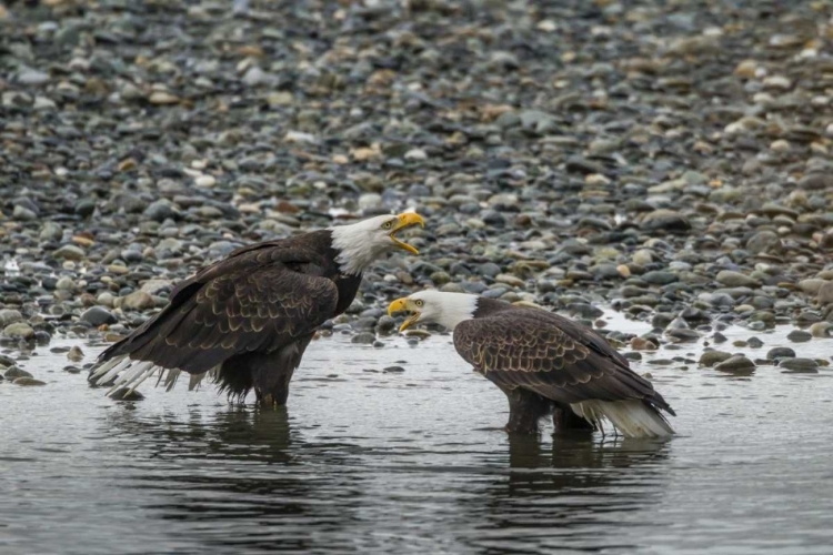 Picture of AK, CHILKAT BALD EAGLES CALLING