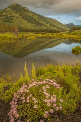 Picture of CO, GUNNISON NF ASTERS AND POND