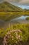 Picture of CO, GUNNISON NF ASTERS AND POND