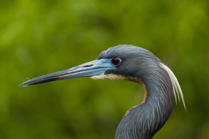 Picture of FLORIDA TRI-COLORED HERONS HEAD