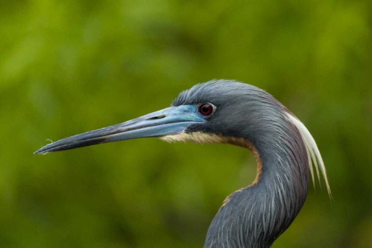 Picture of FLORIDA TRI-COLORED HERONS HEAD