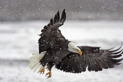 Picture of AK, BALD EAGLE FLIES IN SNOWSTORM