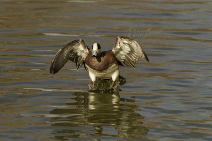 Picture of NEW MEXICO AMERICAN WIGEON LANDING