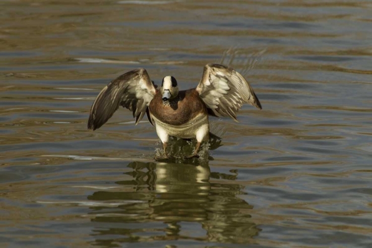 Picture of NEW MEXICO AMERICAN WIGEON LANDING