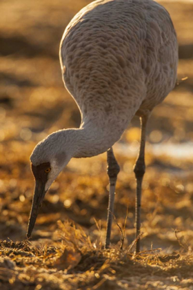 Picture of NEW MEXICO SANDHILL CRANE FORAGING