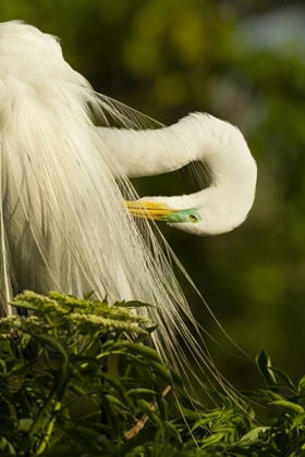 Picture of USA, FLORIDA GREAT EGRET PREENING