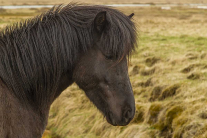 Picture of ICELAND PROFILE OF ICELANDIC HORSE