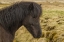 Picture of ICELAND PROFILE OF ICELANDIC HORSE