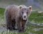 Picture of AK, LAKE CLARK NP BROWN BEAR SPRING CUB