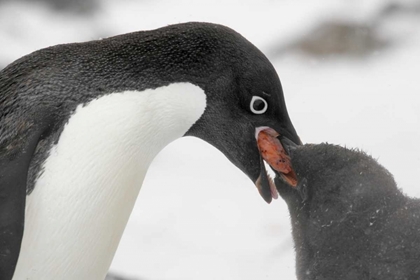 Picture of ANTARCTICA, ADELIE PENGUIN FEEDING YOUNG