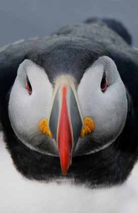 Picture of ICELAND, LATRABJARG ATLANTIC PUFFIN HEAD