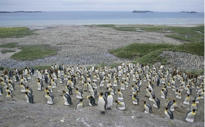 Picture of SOUTH GEORGIA ISLAND KING PENGUIN COLONY