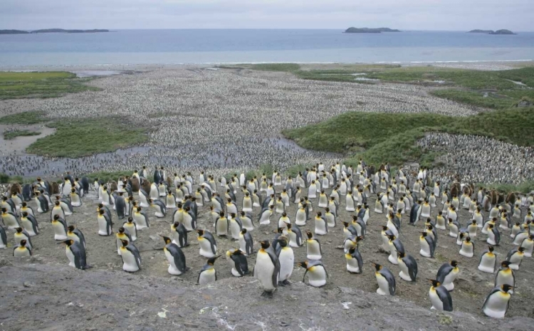 Picture of SOUTH GEORGIA ISLAND KING PENGUIN COLONY