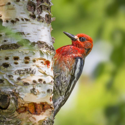 Picture of WASHINGTON, SEABECK RED-BREASTED SAPSUCKER