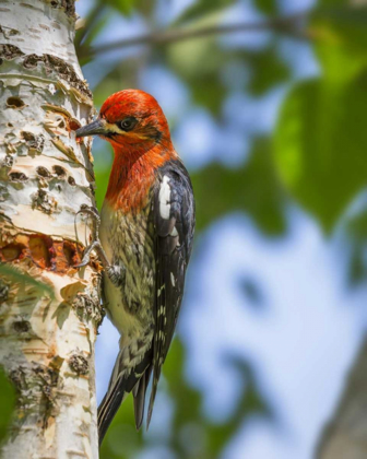 Picture of WASHINGTON, SEABECK RED-BREASTED SAPSUCKER