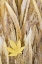 Picture of WA, SEABECK MAPLE LEAF ON JAPANESE FOREST GRASS