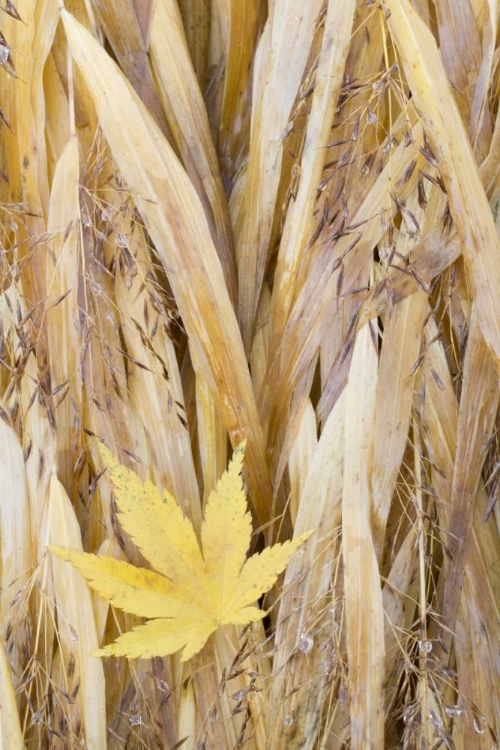 Picture of WA, SEABECK MAPLE LEAF ON JAPANESE FOREST GRASS