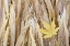 Picture of WA, SEABECK MAPLE LEAF ON JAPANESE FOREST GRASS