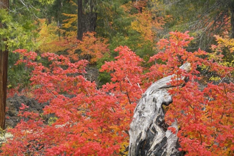 Picture of OR, WILLAMETTE NF VINE MAPLE TREE STUMP, AUTUMN