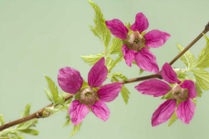 Picture of USA,WA, SALMONBERRY BLOSSOMS ON BRANCH IN SPRING