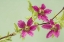 Picture of USA,WA, SALMONBERRY BLOSSOMS ON BRANCH IN SPRING