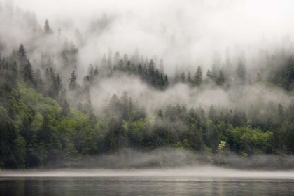 Picture of CANADA, BC, FOG-SHROUDED FOREST BY OCEAN INLET