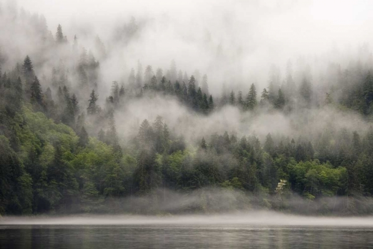 Picture of CANADA, BC, FOG-SHROUDED FOREST BY OCEAN INLET