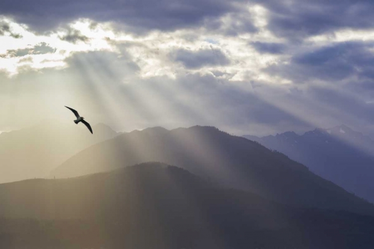 Picture of WA, SEABECK GULL AND GOD RAYS OVER THE OLYMPICS