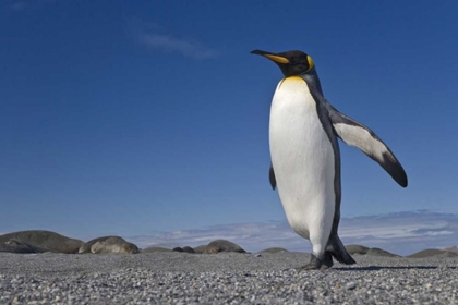 Picture of SOUTH GEORGIA ISL, ST ANDREWS BAY KING PENGUIN