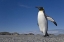 Picture of SOUTH GEORGIA ISL, ST ANDREWS BAY KING PENGUIN